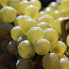 Load image into Gallery viewer, Special Burgundy Mixed  (Chardonnay &amp; Pinot Noir) Selection A - Case of 6 for $449*
