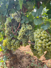 Load image into Gallery viewer, Special Burgundy Mixed  (Chardonnay &amp; Pinot Noir) Selection A - Case of 6 for $449*