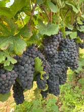 Load image into Gallery viewer, Special Burgundy Mixed  (Chardonnay &amp; Pinot Noir) Selection A - Case of 6 for $449*